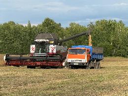 В Шегарском и Кривошеинском районах идет активная уборка зерновых